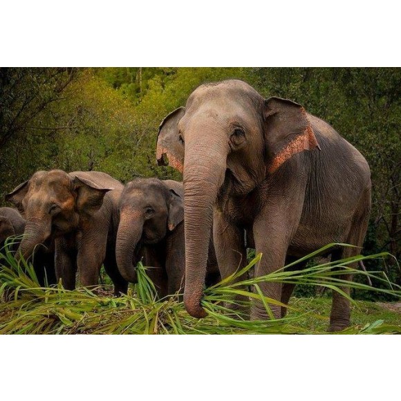 From internal support to elephants in the forest – PBAF Annual meeting 2023
